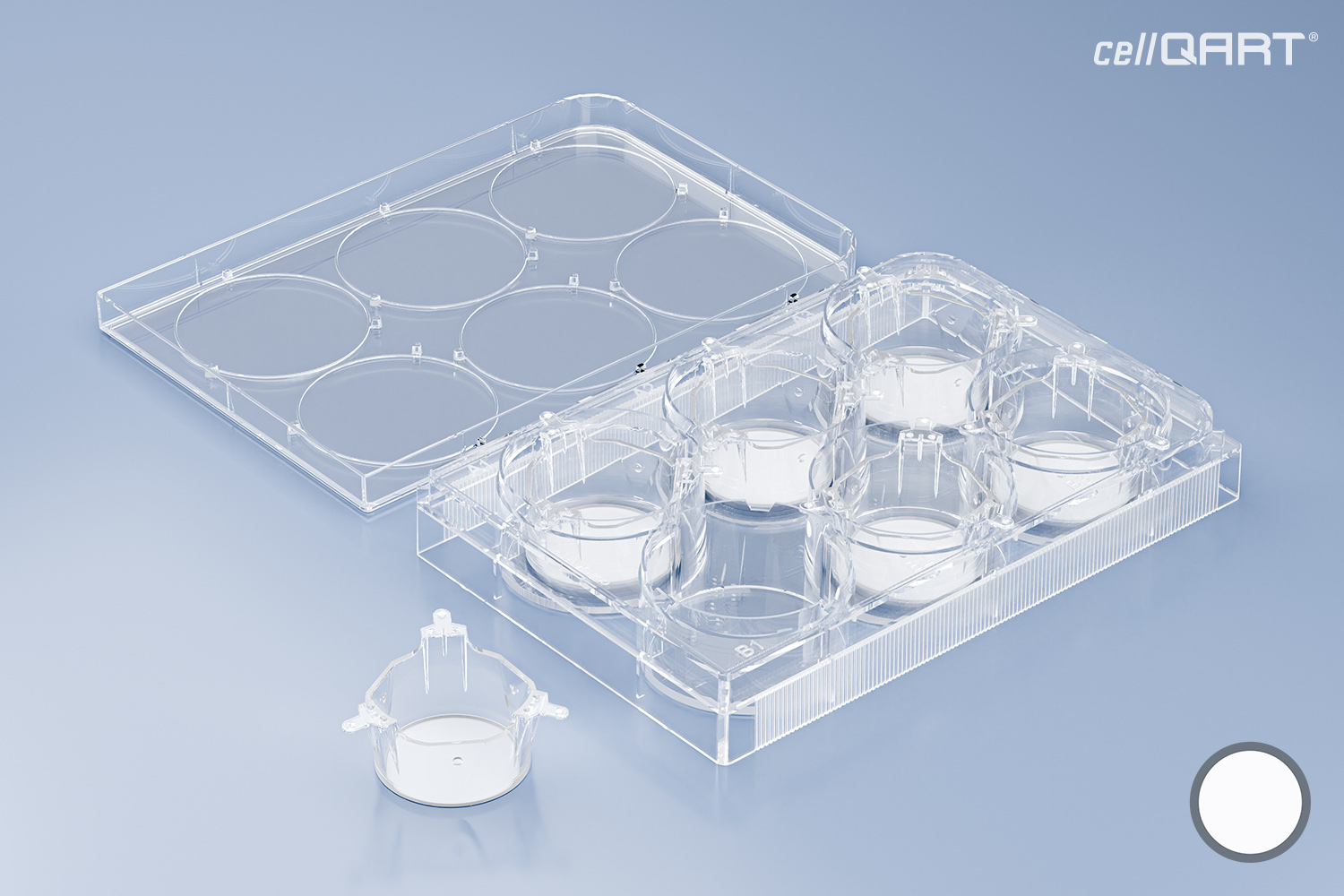 6-Well Plate 1.0 µm PET translucent (FP)