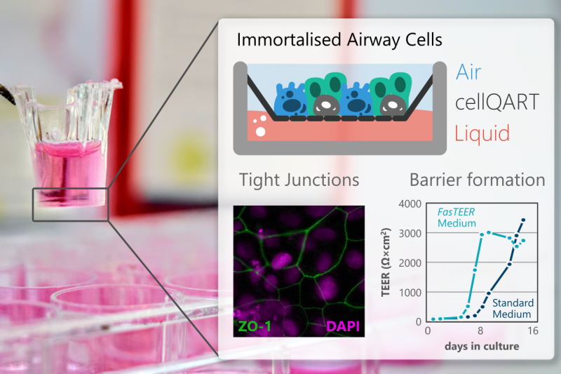 Air liquid interface (ALI)
